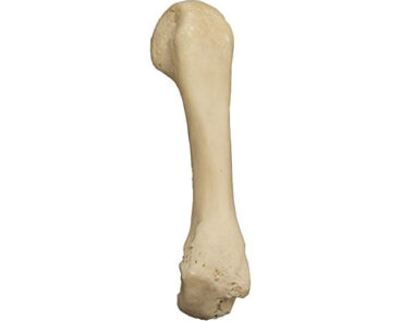 real human bones skull