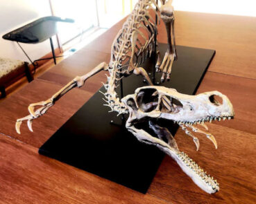 adult velociraptor skeleton