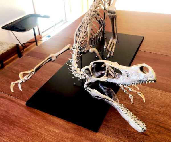 adult velociraptor skeleton