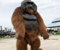 realistic orangutan costume