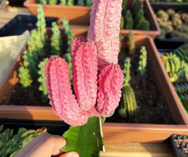 rare pink cactus