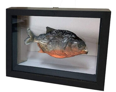 real piranha fish display