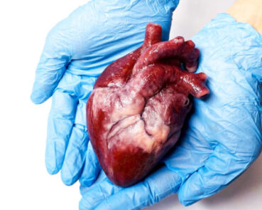 realistic human heart silicone sculpture
