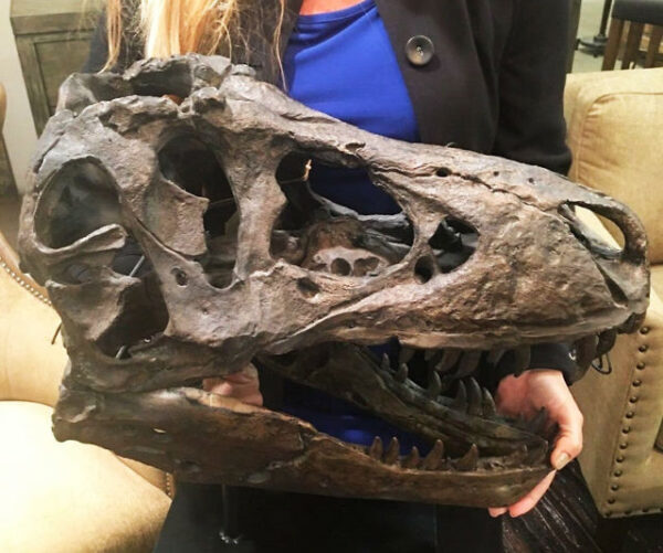 xxl tyrannosaurus rex skull